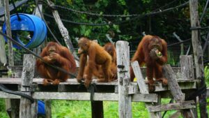 orangutang holder flyttedag